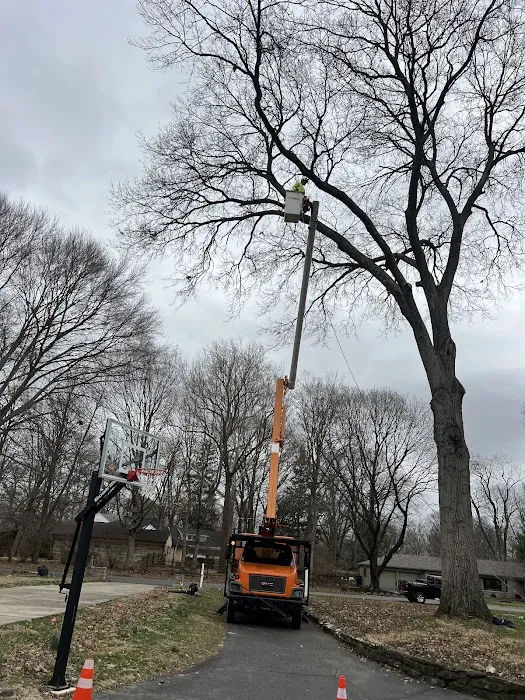 Tree Of Life Tree Service & Landscaping Picture 6