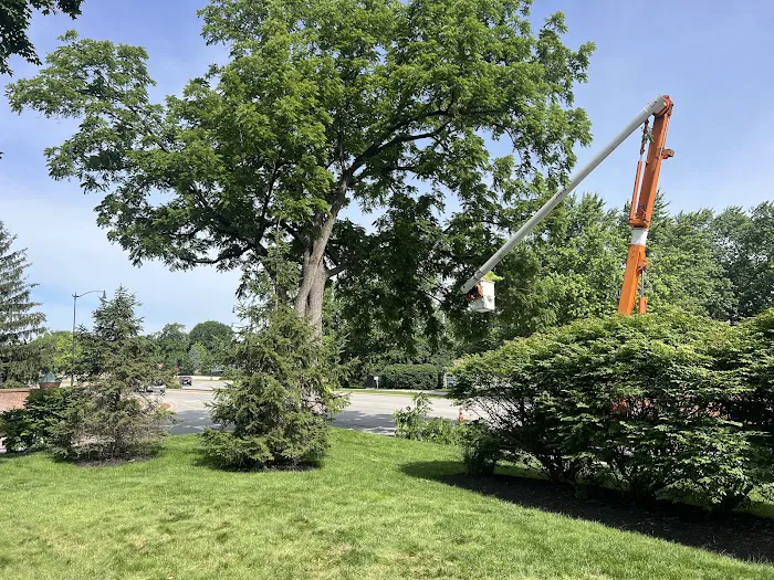 Tree Of Life Tree Service & Landscaping Picture 7