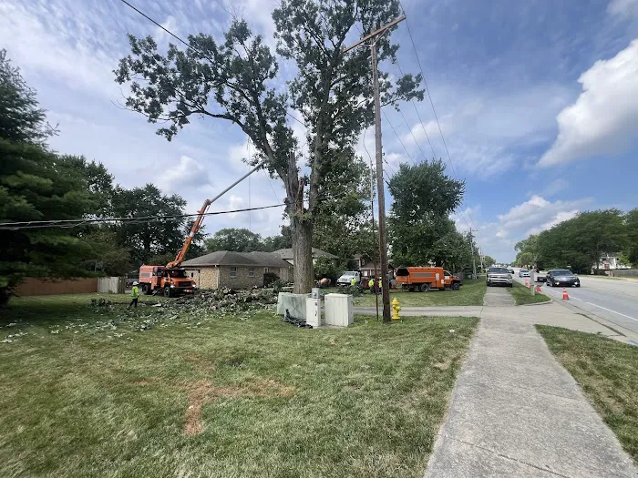 Tree Of Life Tree Service & Landscaping Picture 3