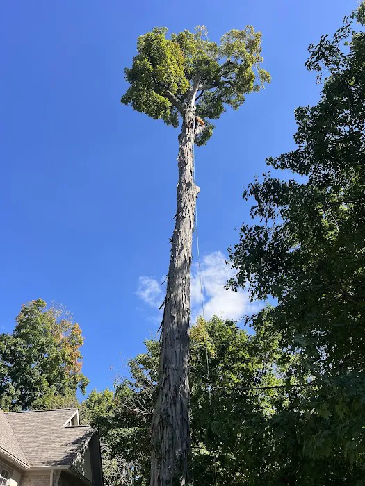 Tree Of Life Tree Service & Landscaping Picture 2