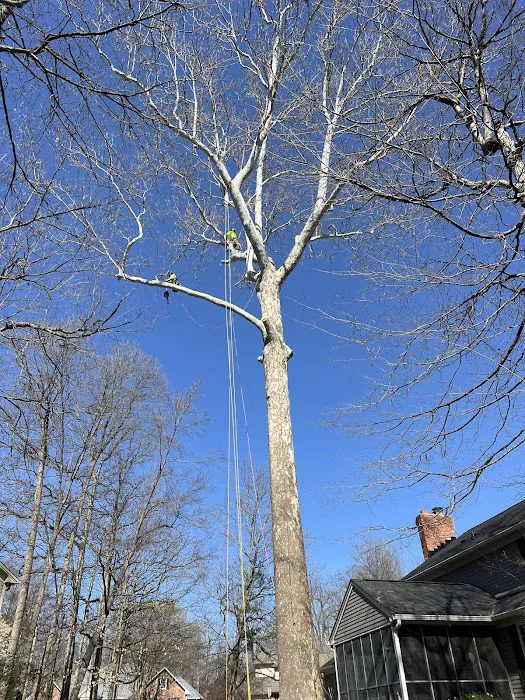 Tree Of Life Tree Service & Landscaping Picture 9