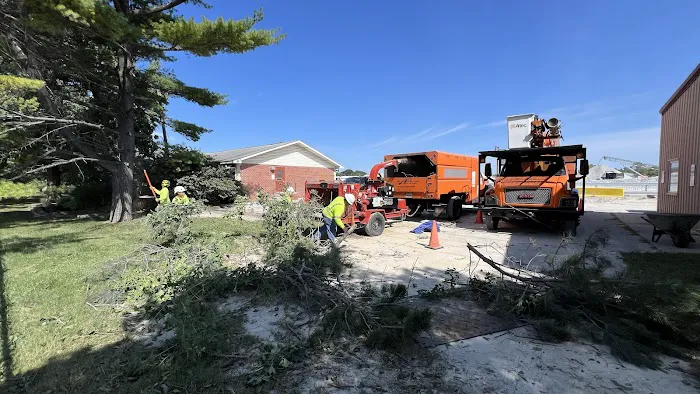 Tree Of Life Tree Service & Landscaping Picture 4