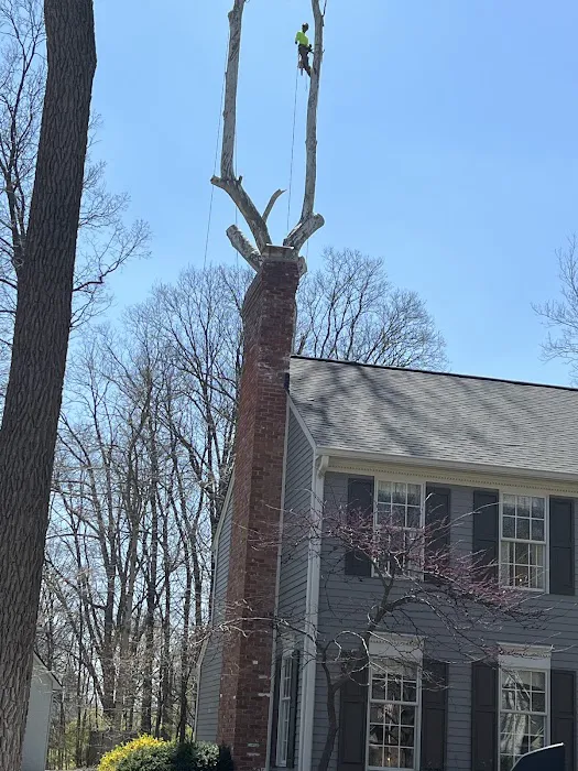 Tree Of Life Tree Service & Landscaping Picture 1