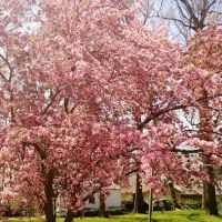 Walklee Lawn Care Services ico