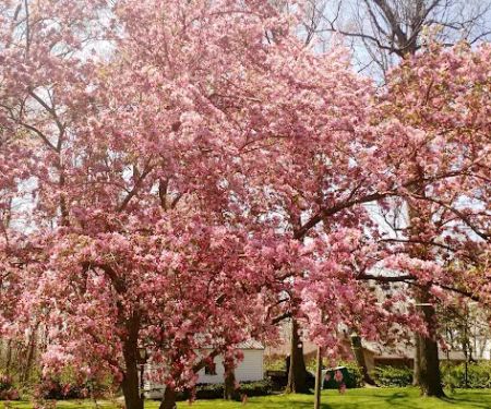 Walklee Lawn Care Services