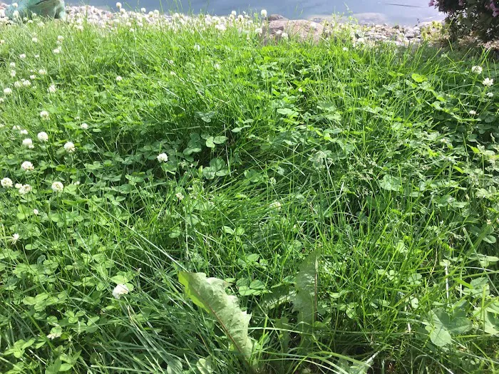 Lawnscape Lawn Maintenance Picture 10