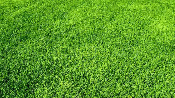 Hoffman Lawn Care, LLC Picture 3
