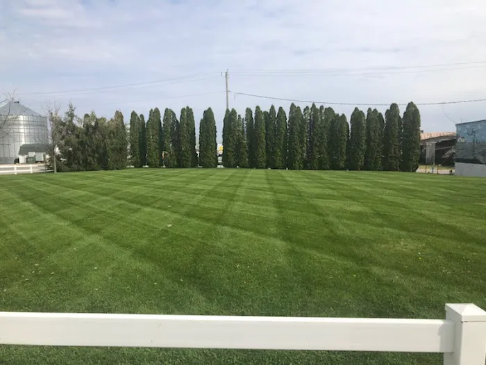 StripeDesign...Pro Look Lawns Picture 7