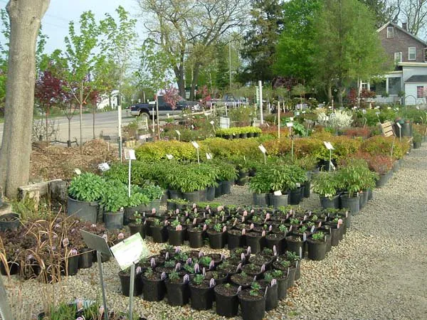 Wagner Nursery Inc Picture 3