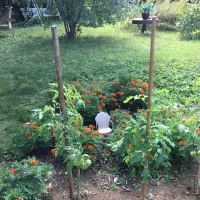 Gorilla Garden Design & Fruit, Inc. ico