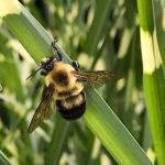 Busy B's Landscape Care LLC