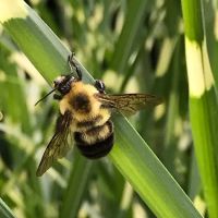 Busy B's Landscape Care LLC ico