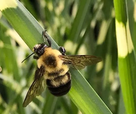 Busy B's Landscape Care LLC