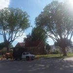 Hoenig Tree Service