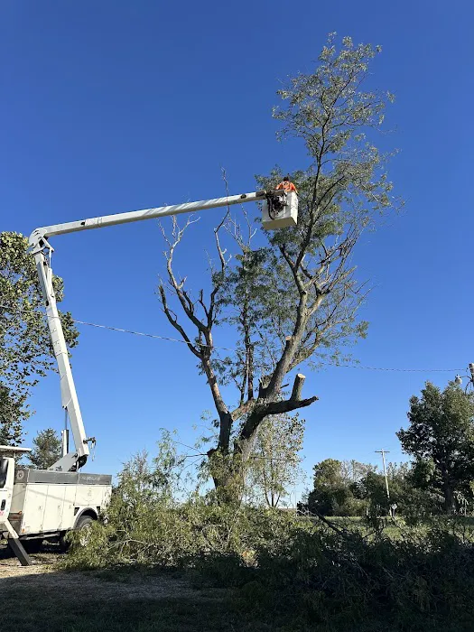 LT Land & Tree Service LLC Picture 3