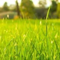 All Seasons Lawn Care & Snow Removal ico