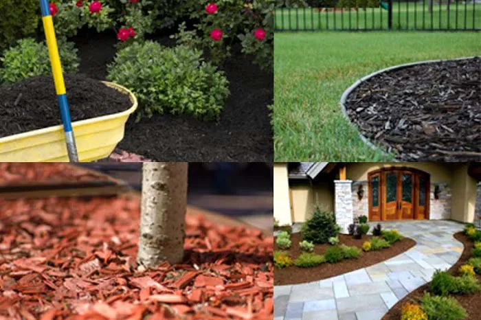 Absolute Outdoor Services Picture 7