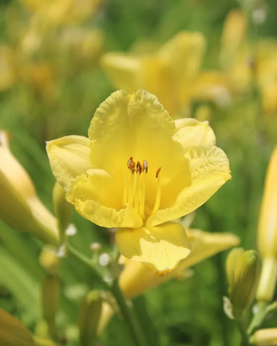 Iowa City Landscaping & Garden Center Picture 7