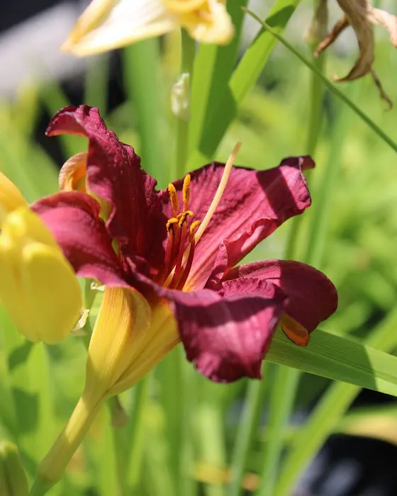 Iowa City Landscaping & Garden Center Picture 10