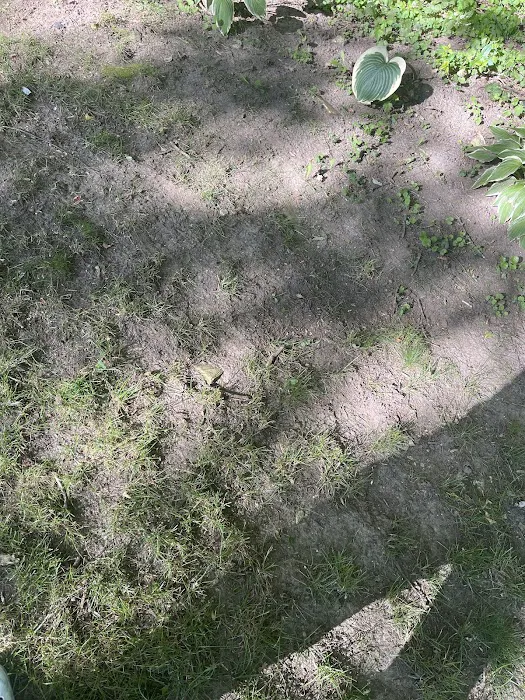 TruGreen Lawn Care Picture 4