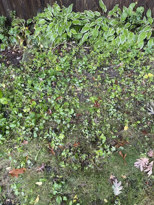 TruGreen Lawn Care Picture 2