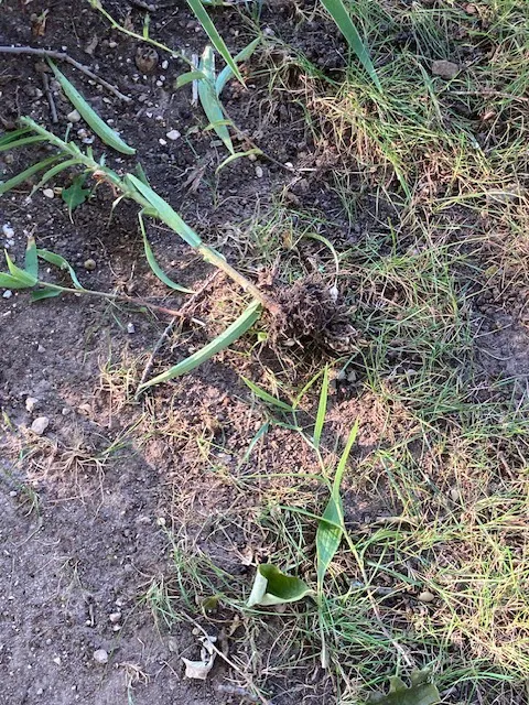 Deppisch Maintenance, LLC Picture 3
