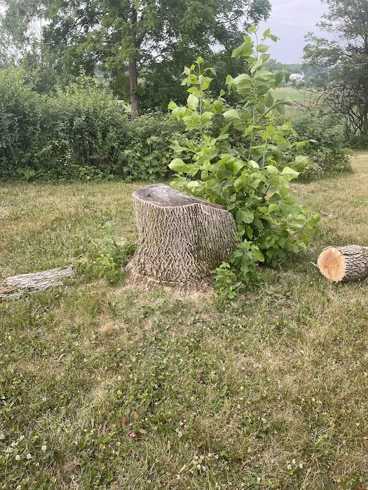 Angry Beaver Stump Removal LLC Picture 8