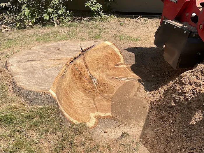 Angry Beaver Stump Removal LLC Picture 3