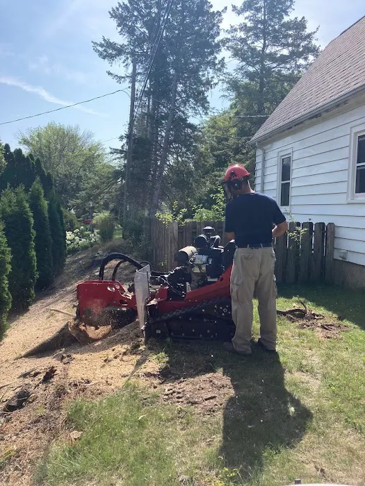 Angry Beaver Stump Removal LLC Picture 4