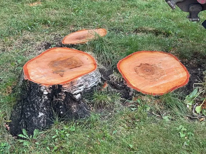 Angry Beaver Stump Removal LLC Picture 2