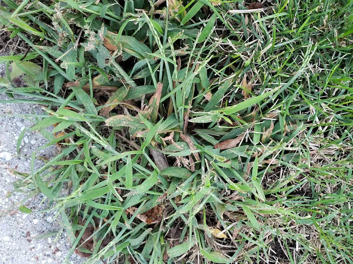 Naturescape Lawn and Landscape Care Picture 3