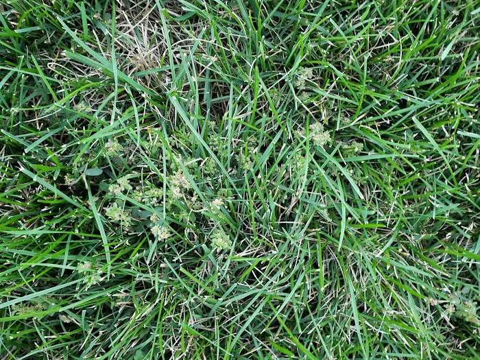 Naturescape Lawn and Landscape Care Picture 10