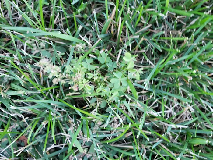 Naturescape Lawn and Landscape Care Picture 2