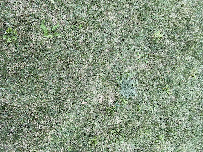 Naturescape Lawn and Landscape Care Picture 5