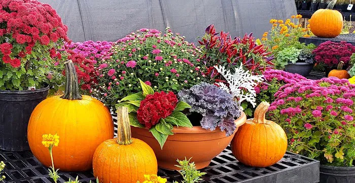 Gene Fransee & Son Nursery & Landscaping Picture 6