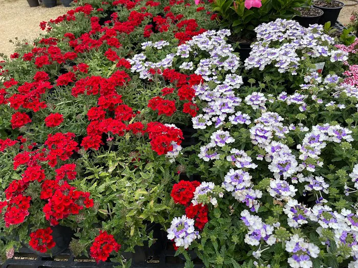 Kletzien Nursery Inc Picture 3