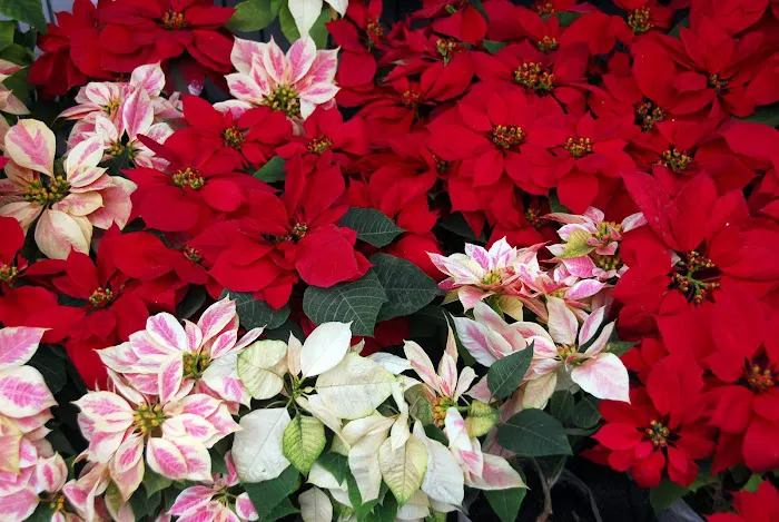 Dammann's Garden Company Picture 4