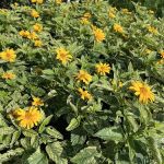 Brown Hill Nursery & Landscape Design LLC