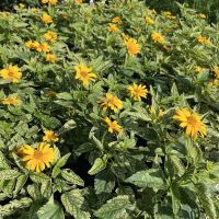 Brown Hill Nursery & Landscape Design LLC ico