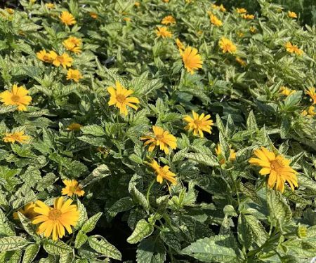 Brown Hill Nursery & Landscape Design LLC