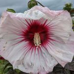 Leaf It To Us, Total Tree Care Plus LLC