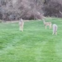 Pro-Mow Lawn Care ico