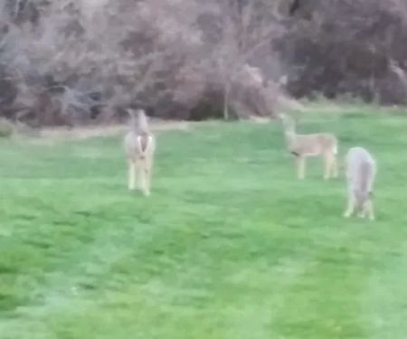 Pro-Mow Lawn Care