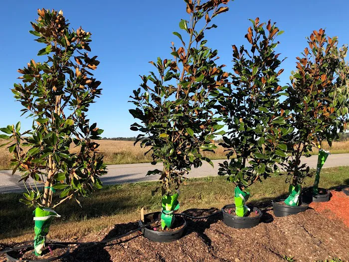 Green Thumb Landscaping, INC Picture 8