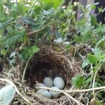 Green Acres Nursery & Landscaping