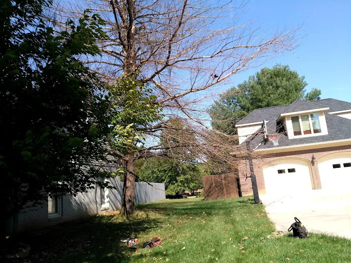 American Tree Experts & Landscaping Picture 6