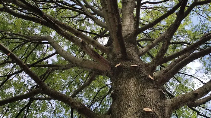 American Tree Experts & Landscaping Picture 5