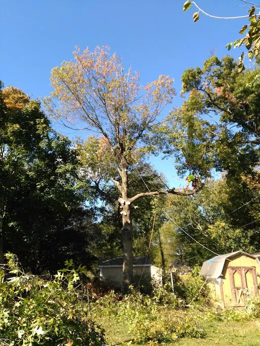 American Tree Experts & Landscaping Picture 4