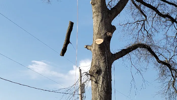 American Tree Experts & Landscaping Picture 2