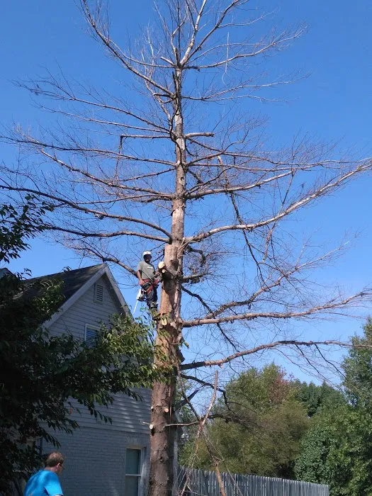American Tree Experts & Landscaping Picture 7